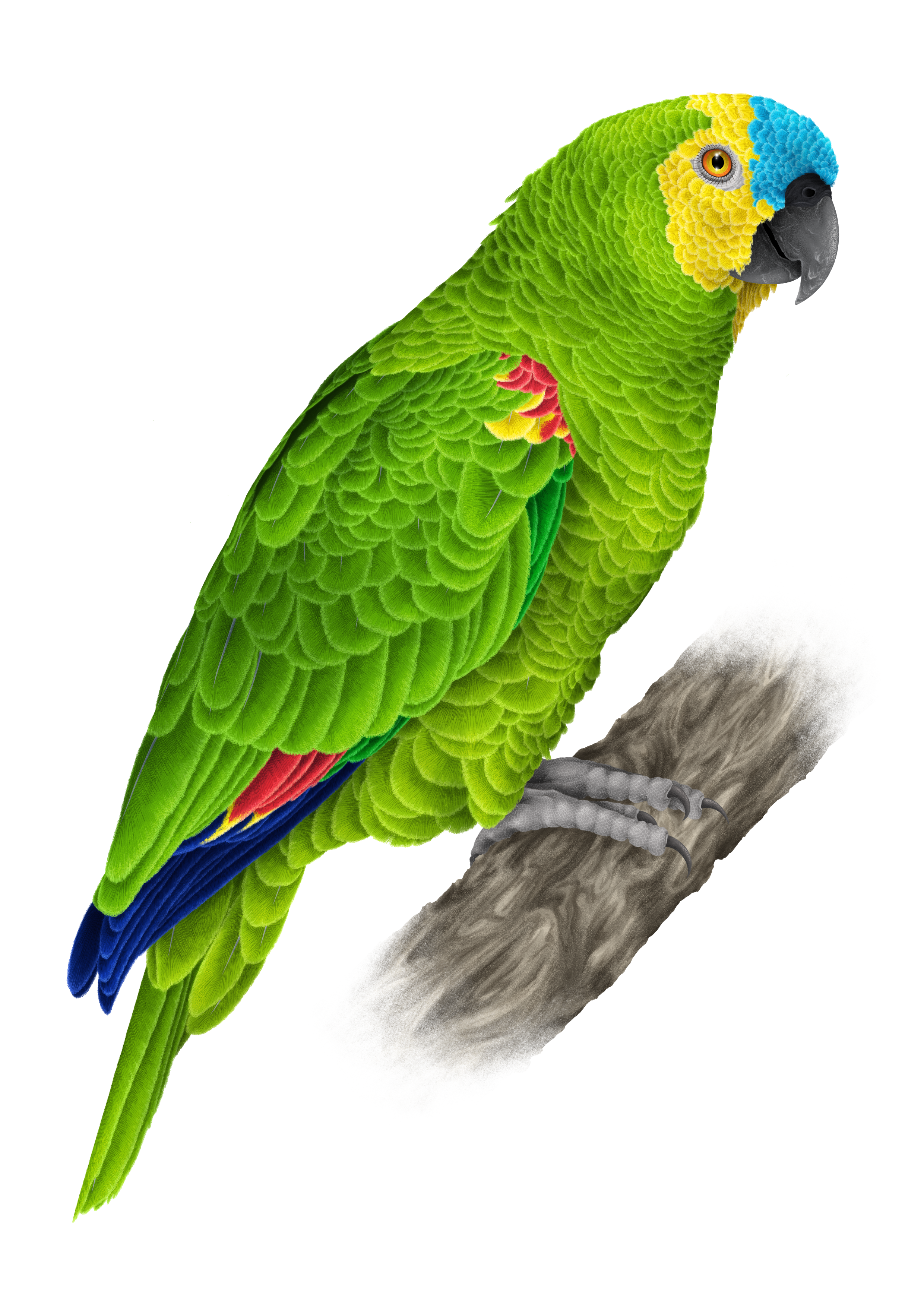 Amazona Aestiva