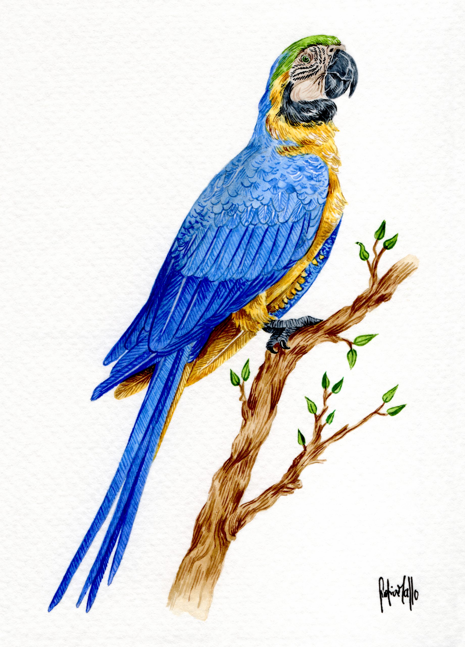 Blue and Yellow Macaw (Ara Ararauna)