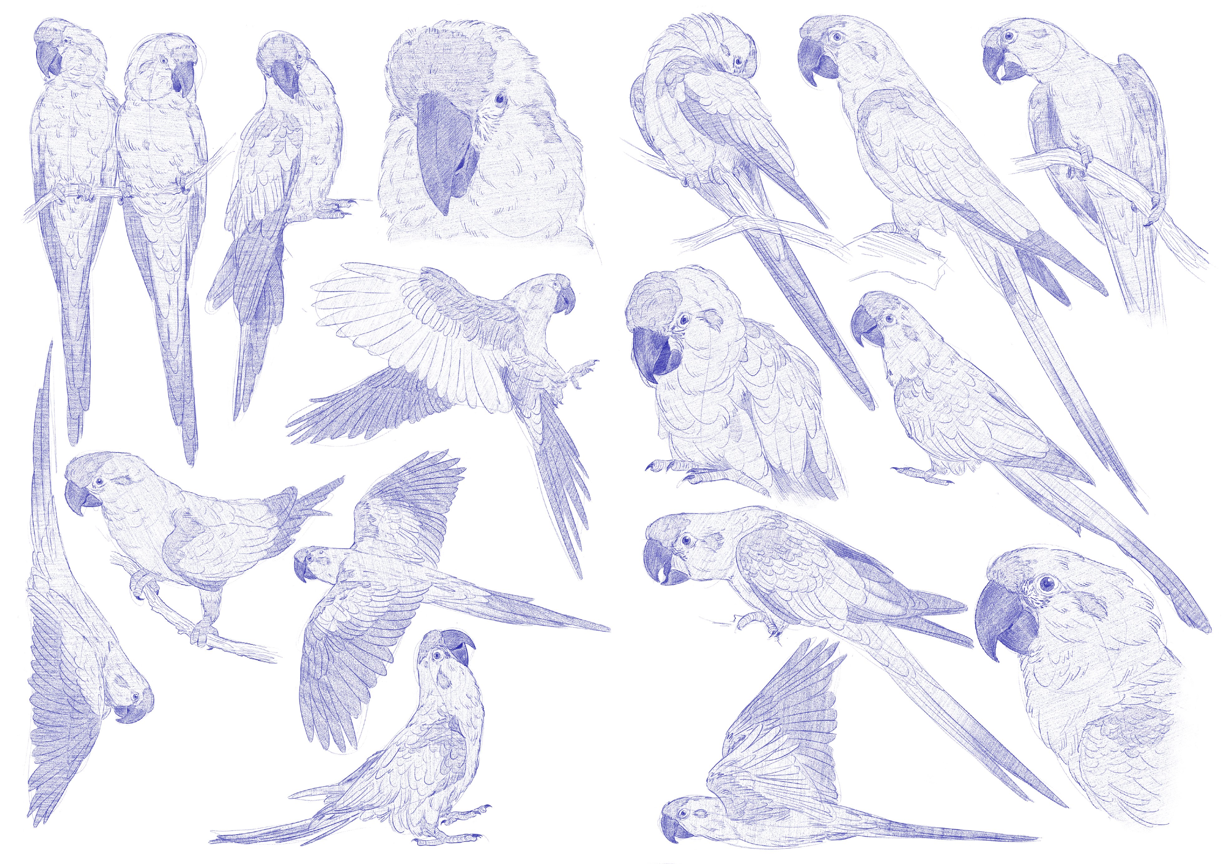 Ara Rubrogenys Sketches