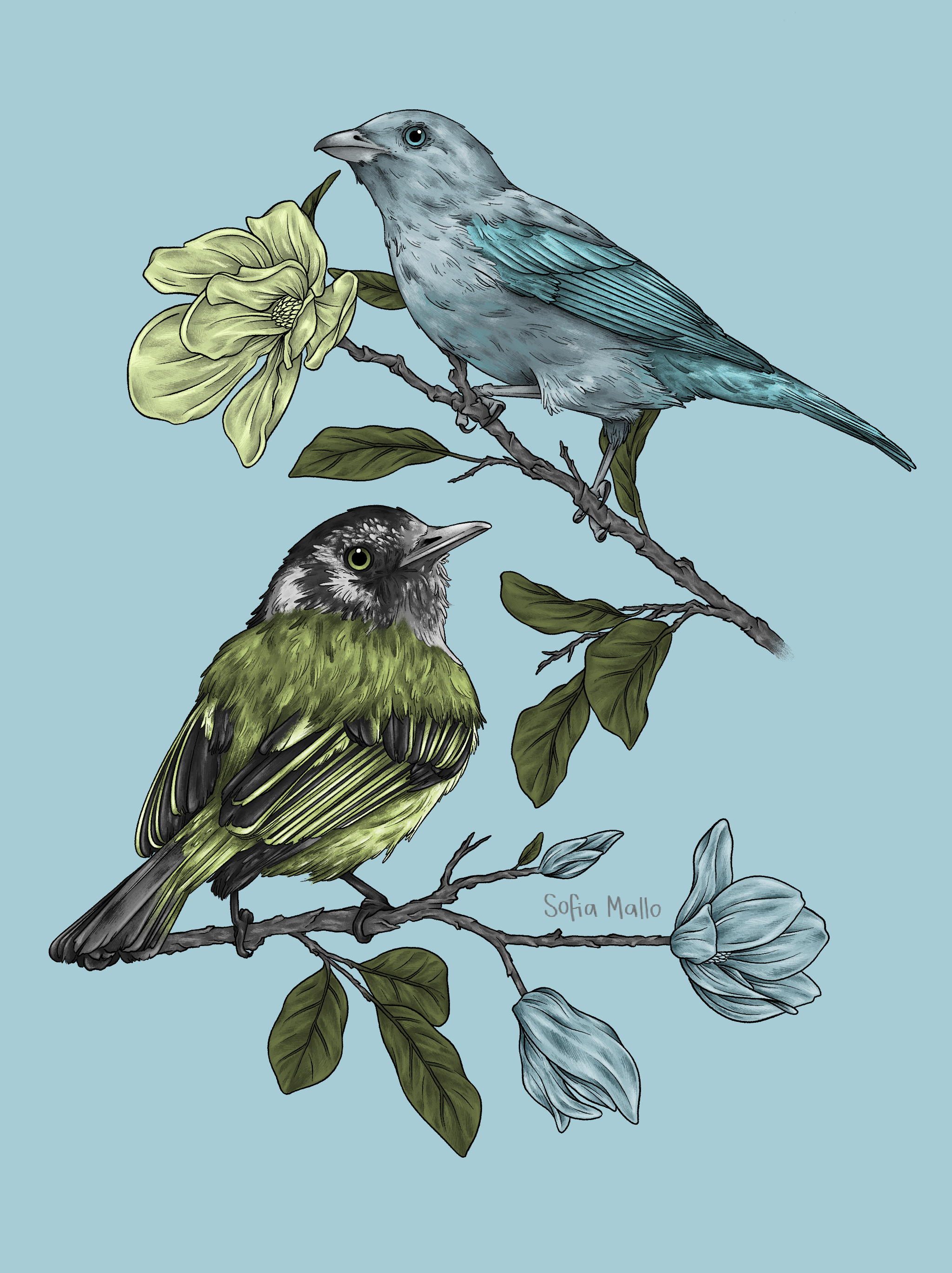 Blue-gray Tanager and Yellow-olive Flycatcher birds perched on small magnolia branches