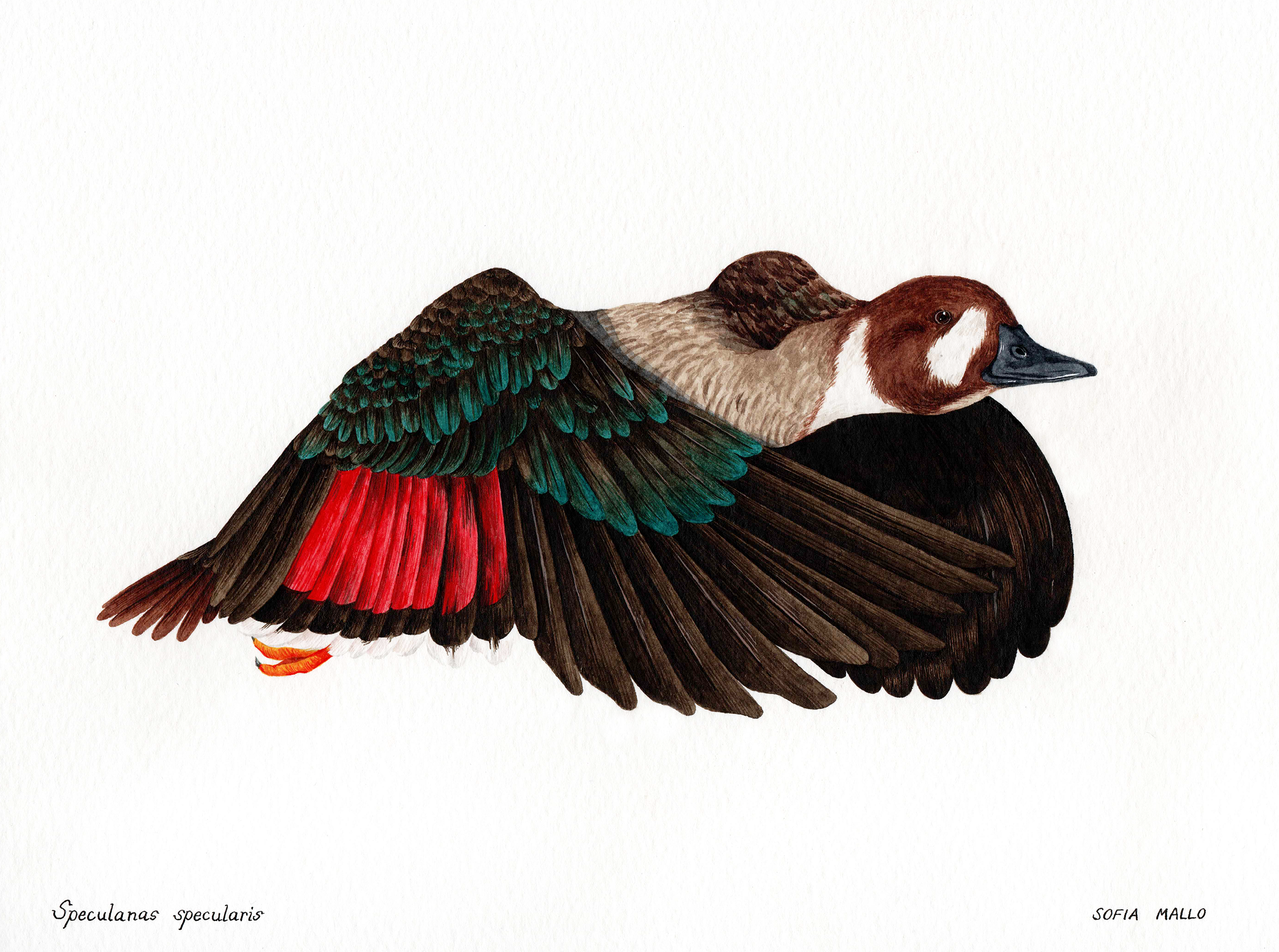 Bronze Winged Duck (Speculanas specularis) Watercolor on paper, 2022.