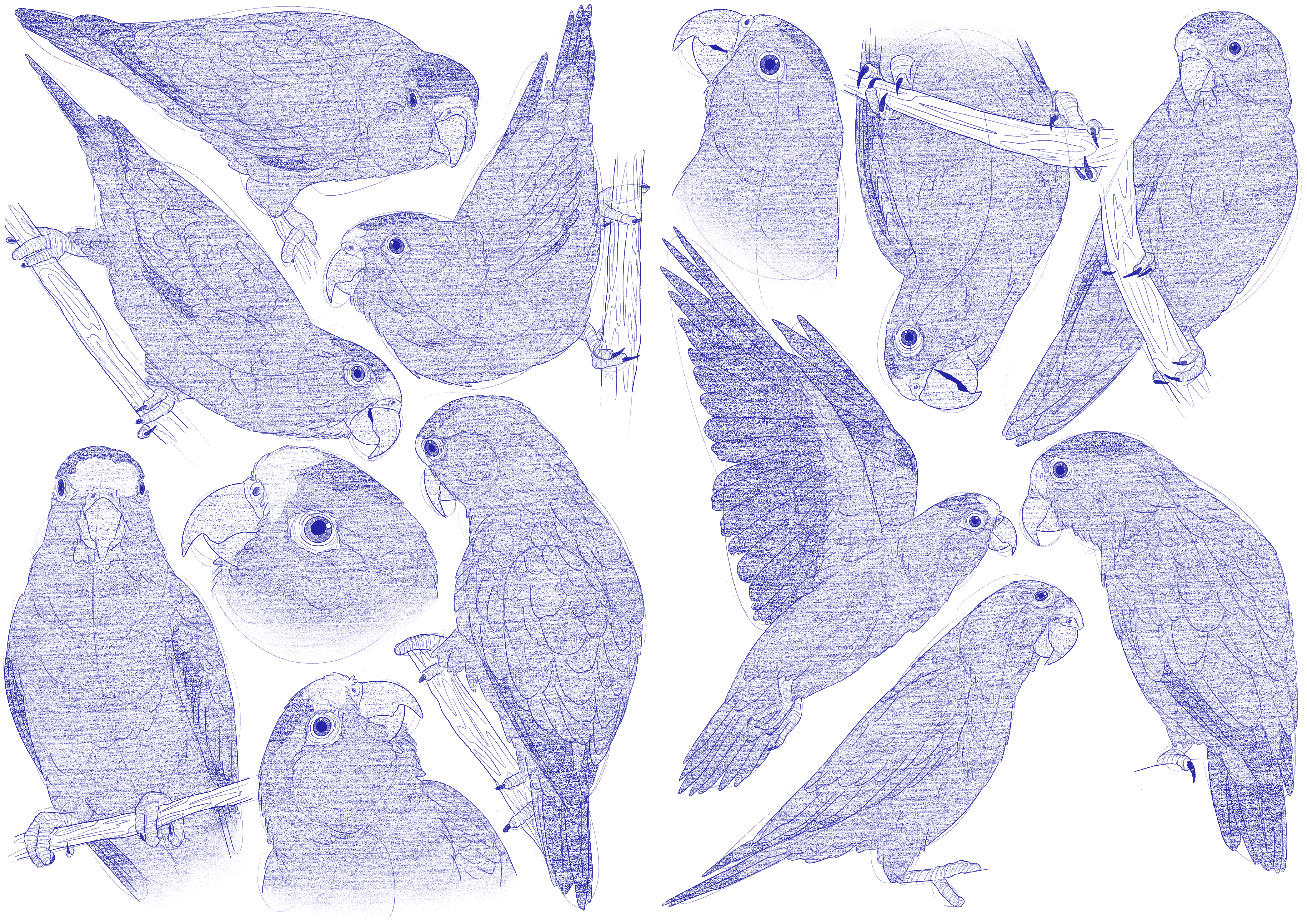 Brotogeris Cyanoptera Sketches