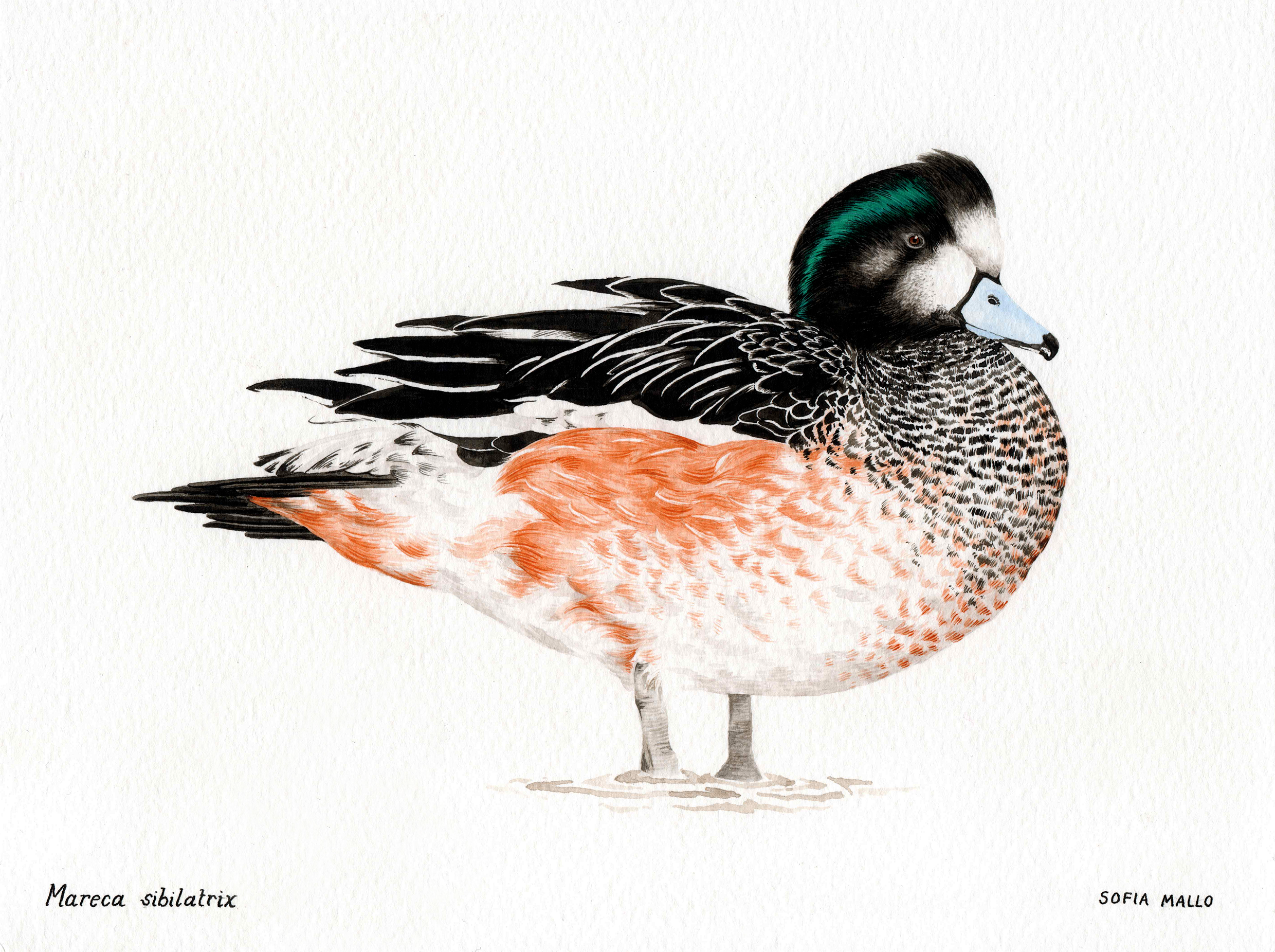 Chiloe Wigeon (Mareca sibilatrix) Watercolor on paper, 2022.