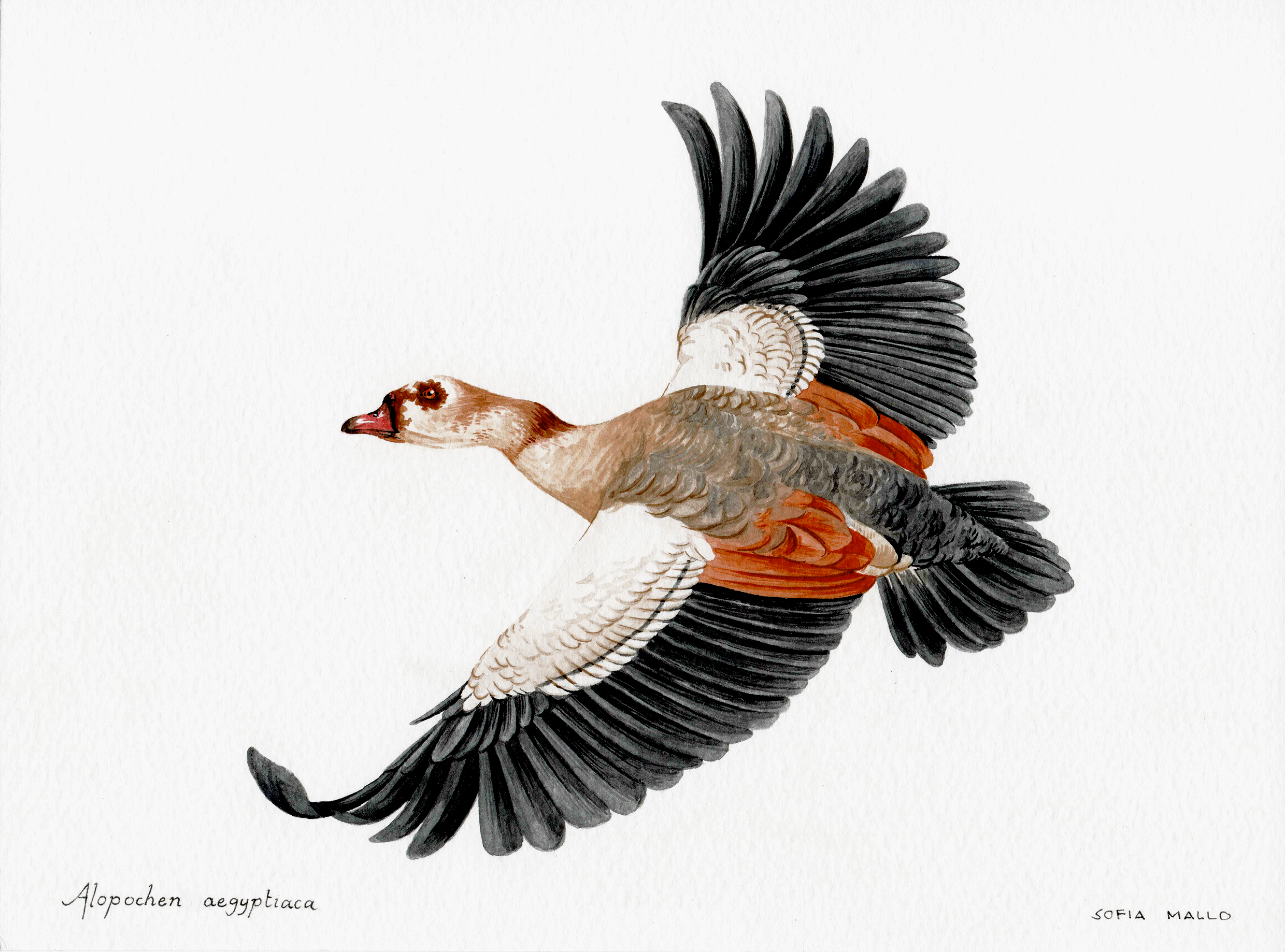 Egyptian Goose (Alopochen aegyptiaca) Watercolor on paper, 2022.