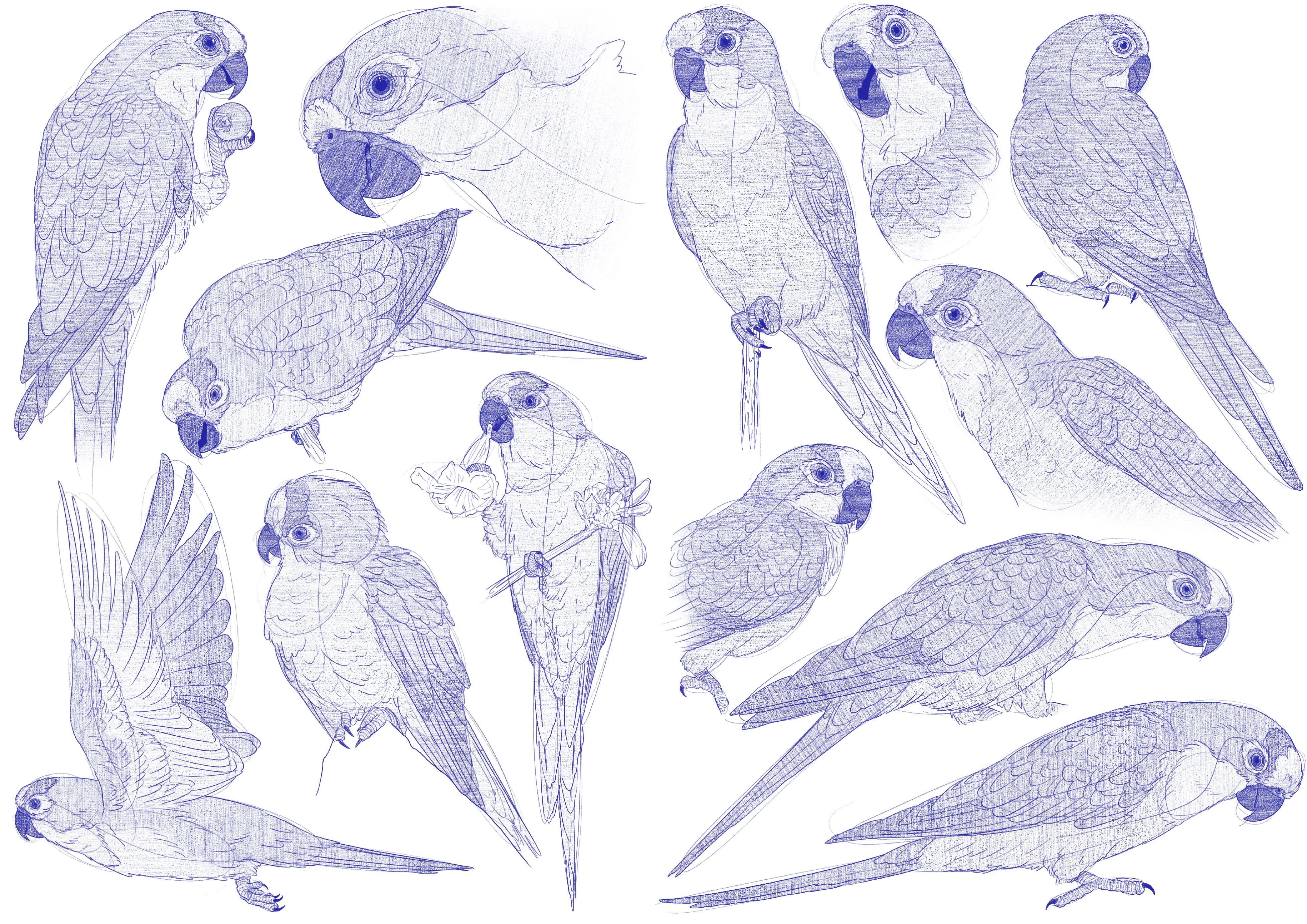 Eupsittula Aurea Sketches