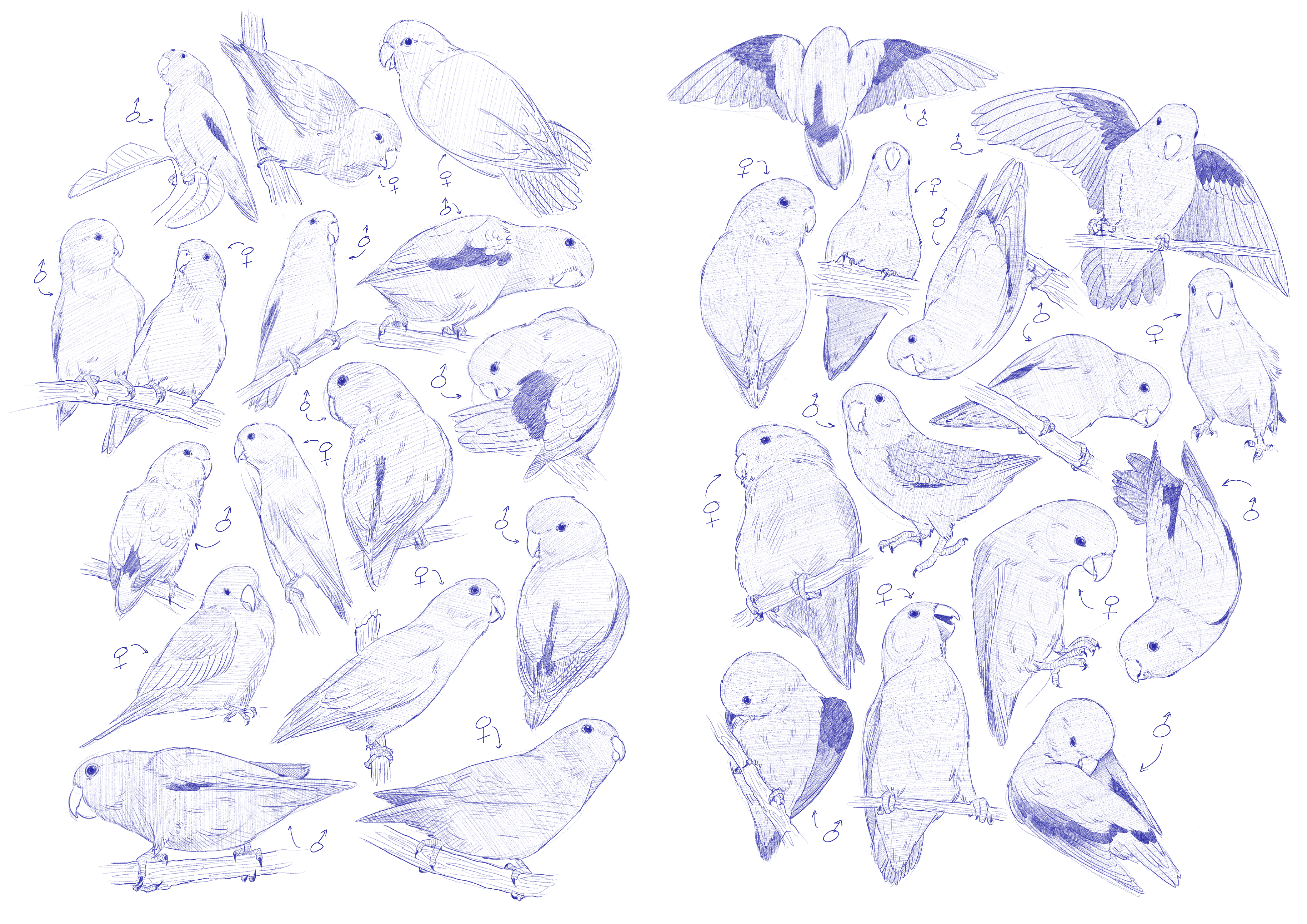 Forpus Xanthopterygius Sketches