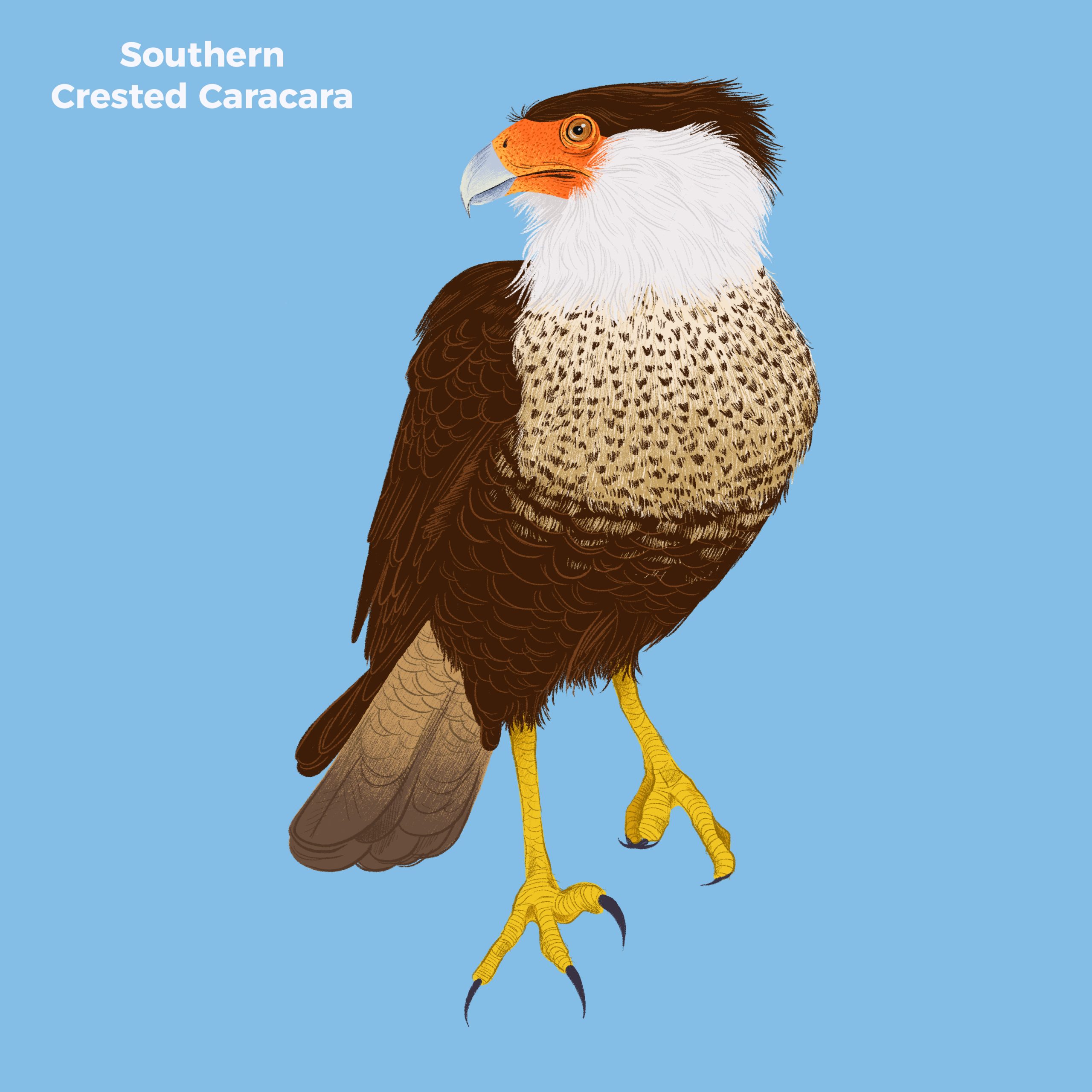 Southern Crested Caracara a Lake Sapocó’s Birds of Prey