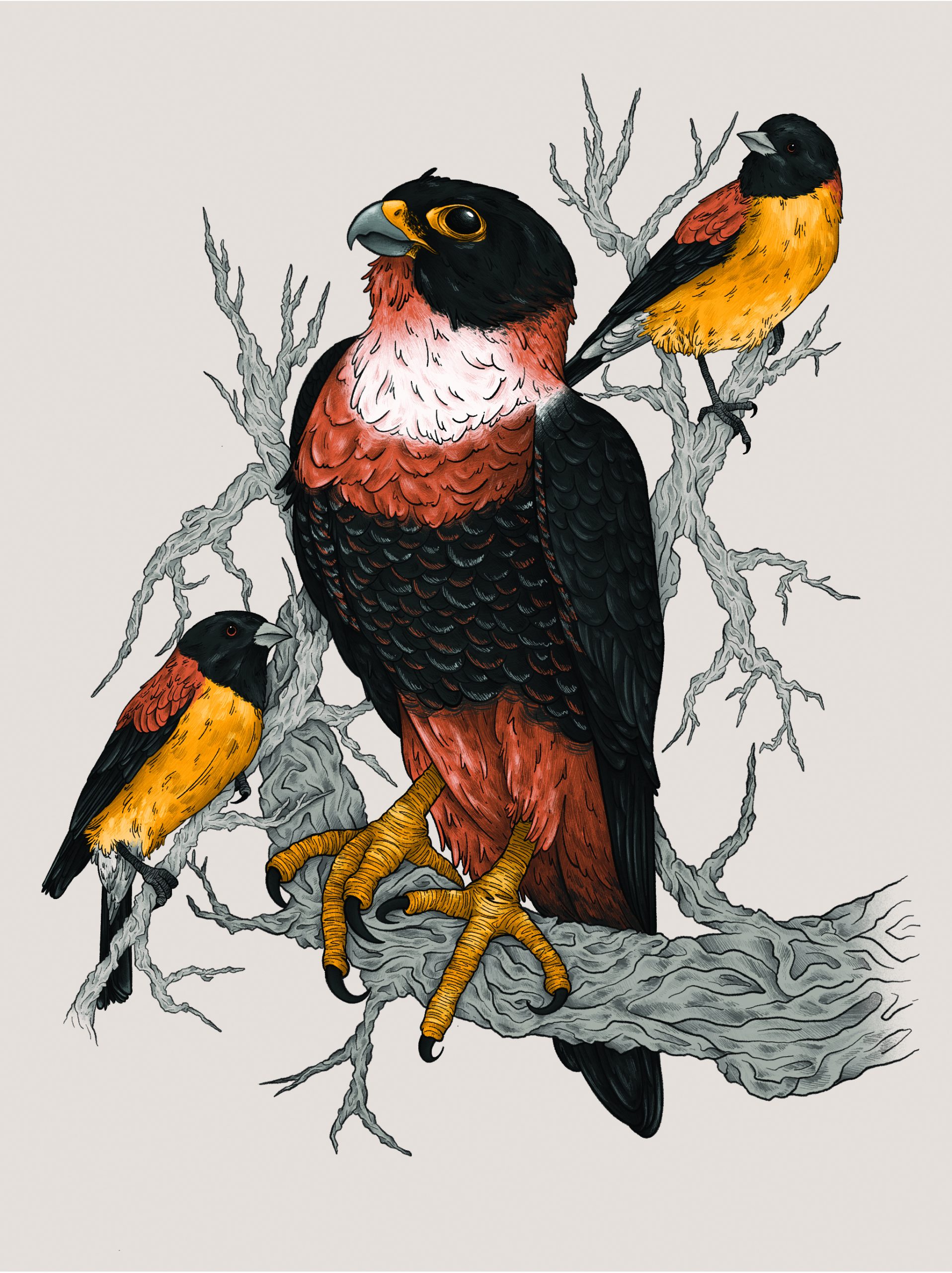 Bird Illustrations for LORS