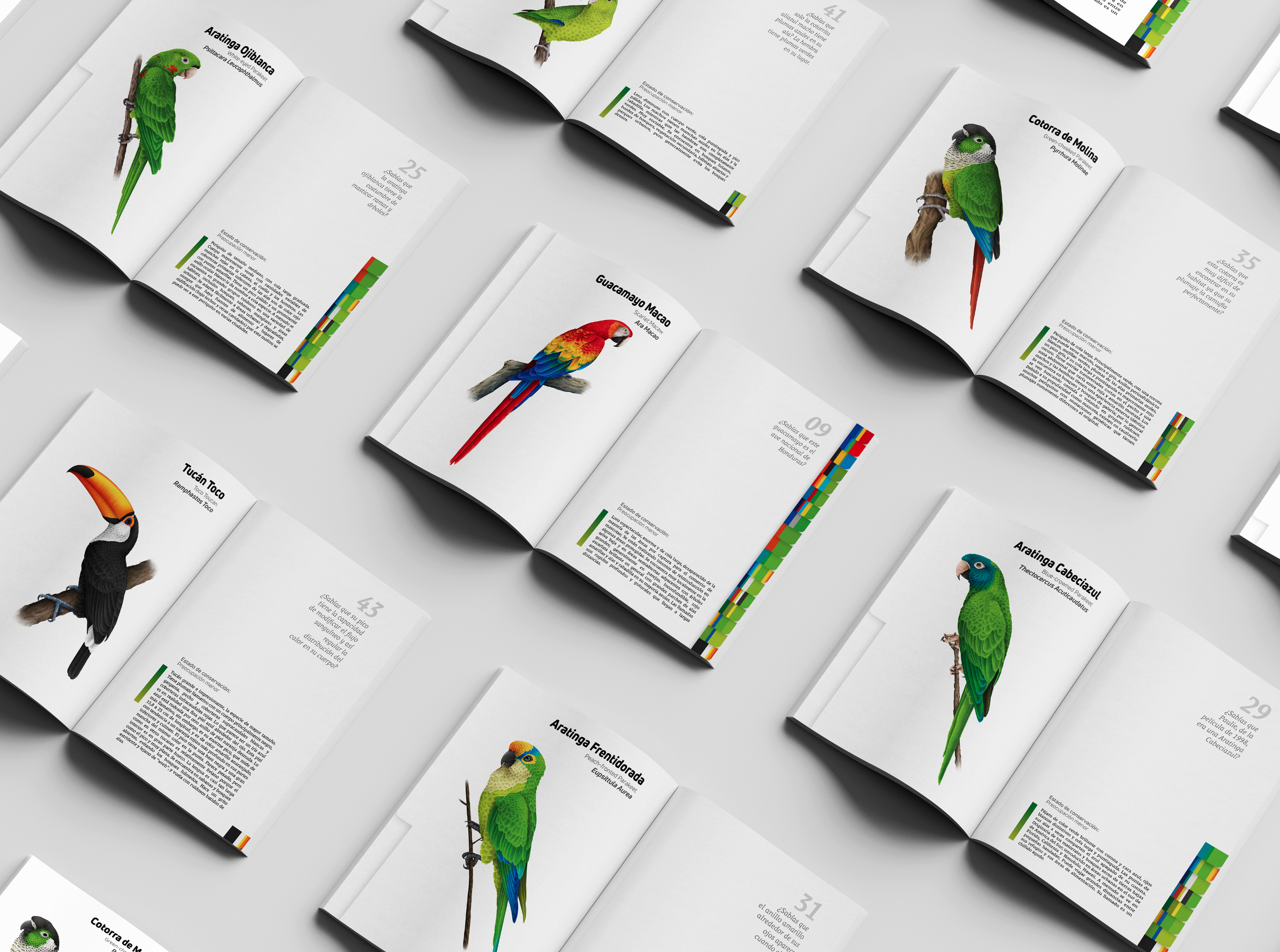 Mockup Illustrated Field Guide for Biocentro Güembé