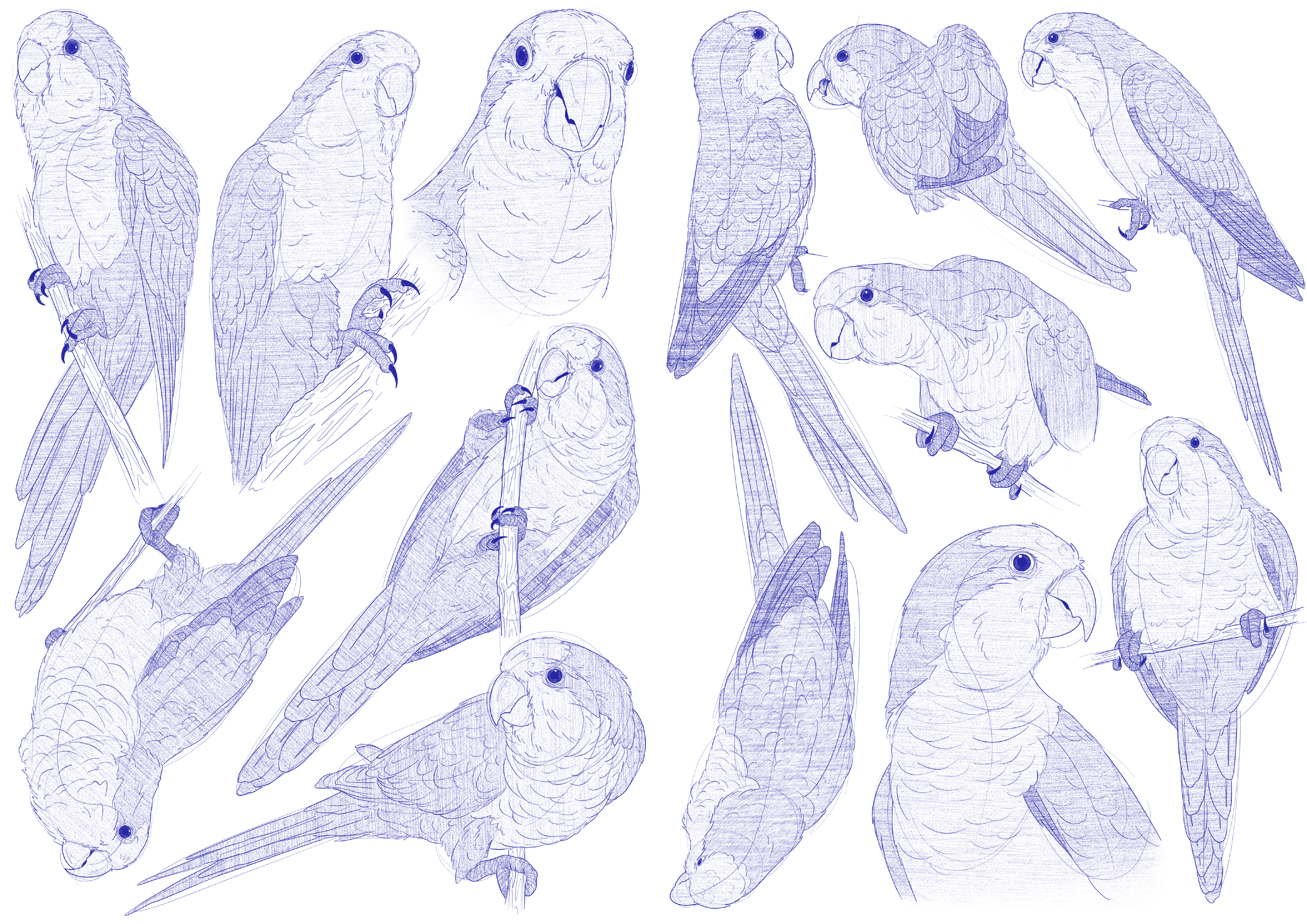 Myiopsitta Monachus Sketches