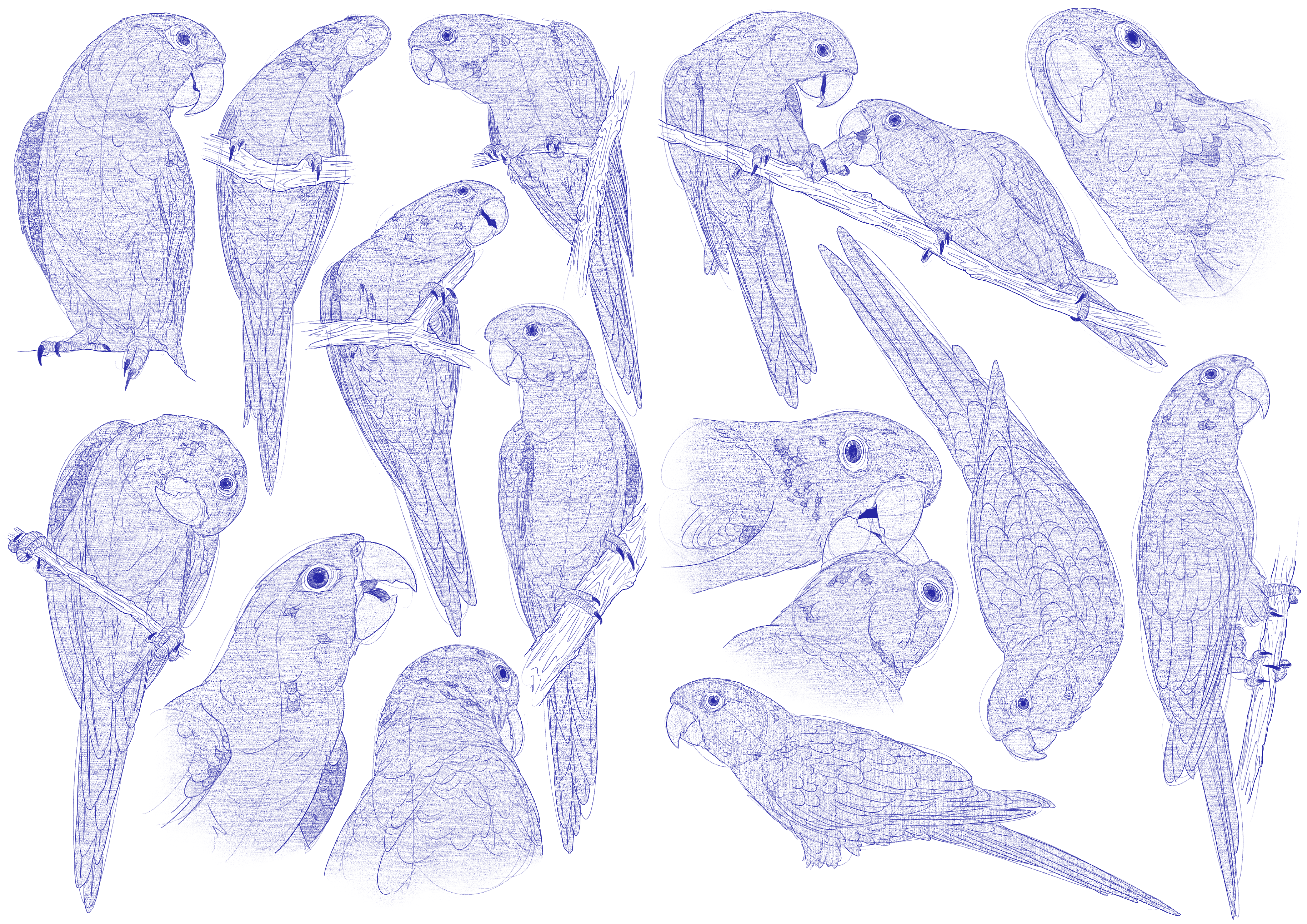 Psittacara Leucophtalmus Sketches