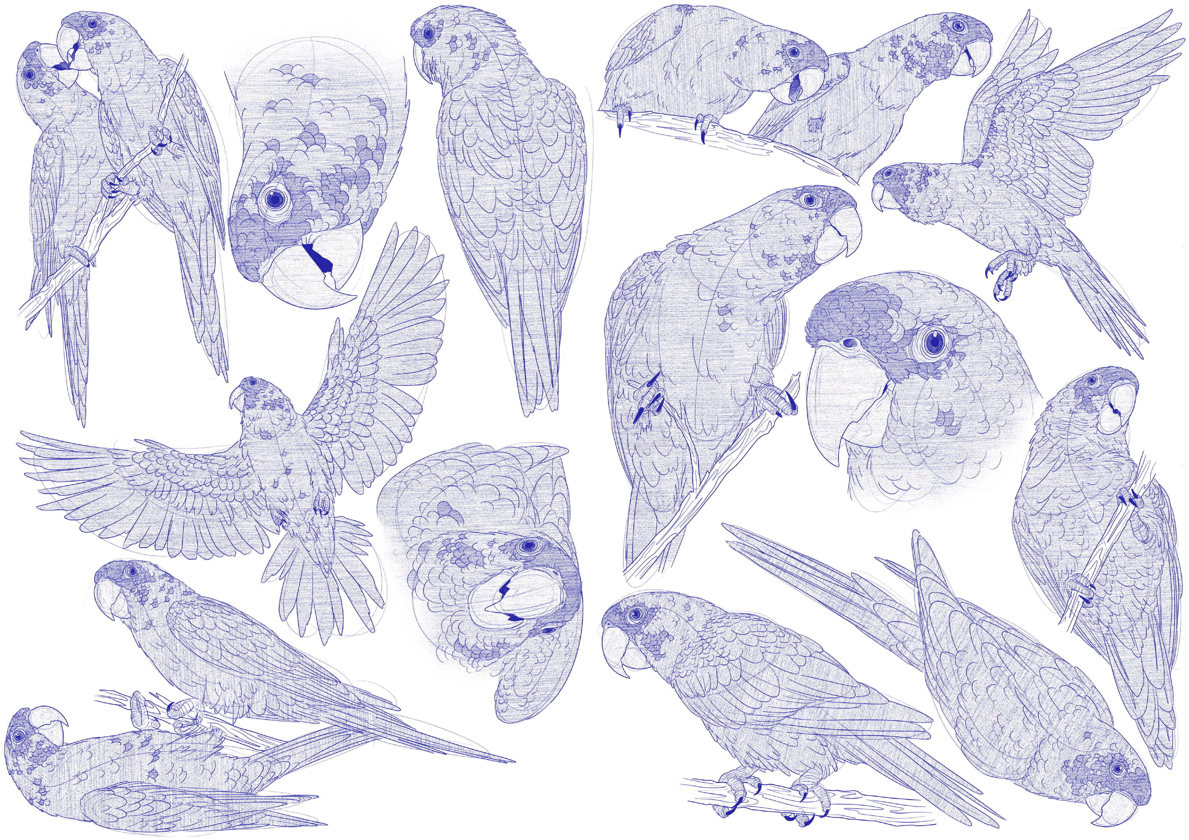 Psittacara Mitratus Sketches