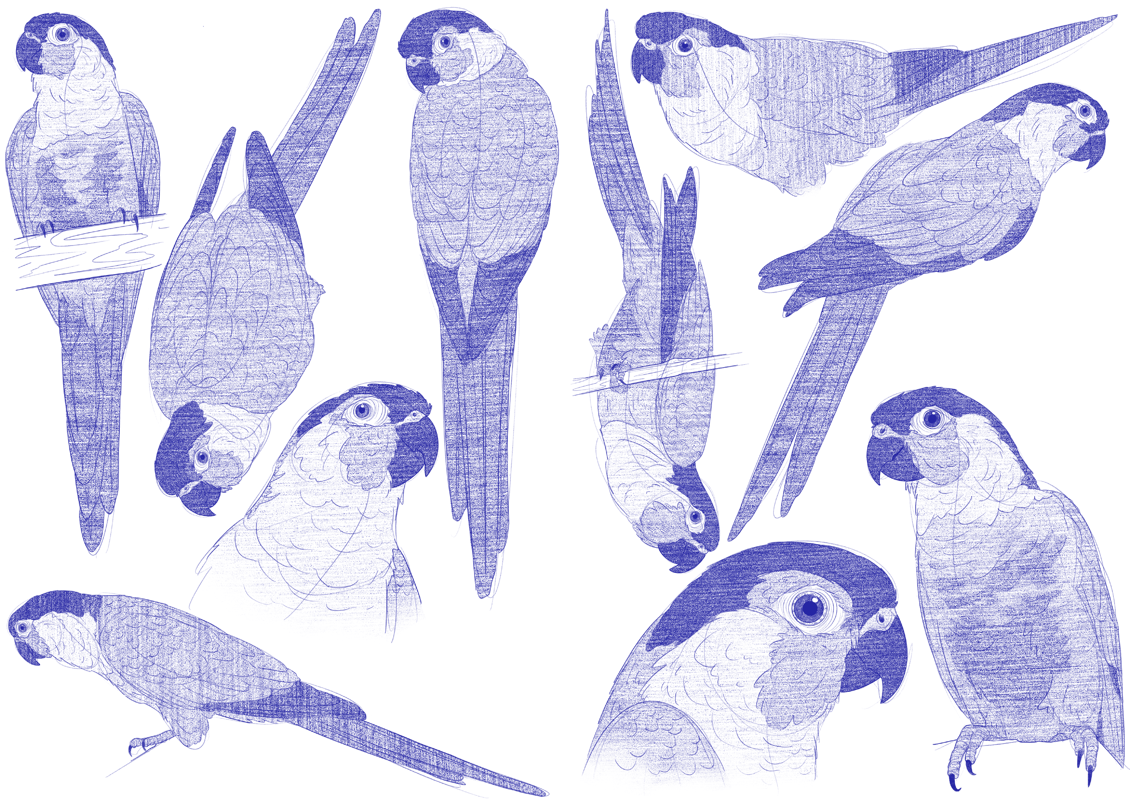 Pyrrhura Molinae Sketches