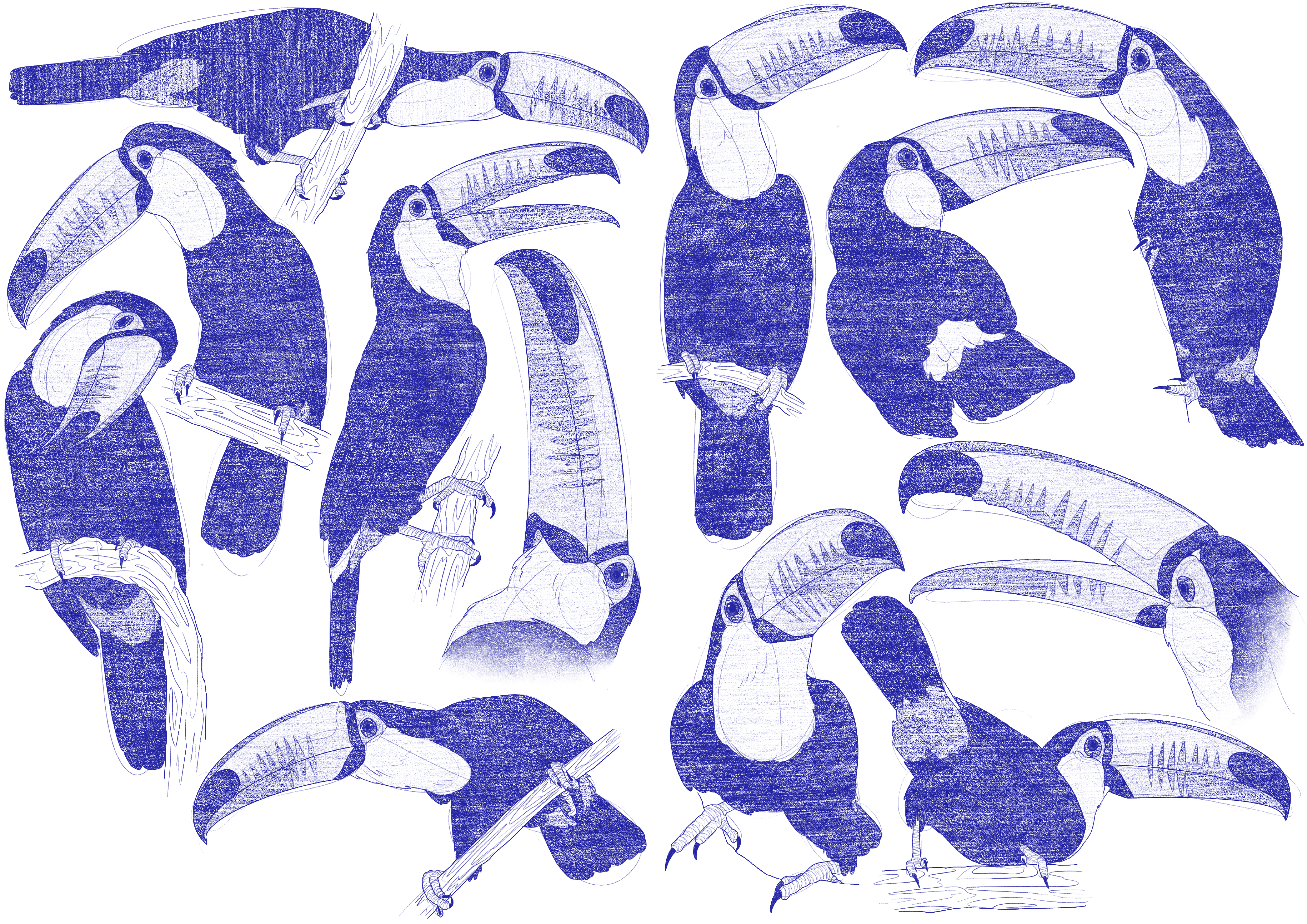 Ramphastos Toco Sketches