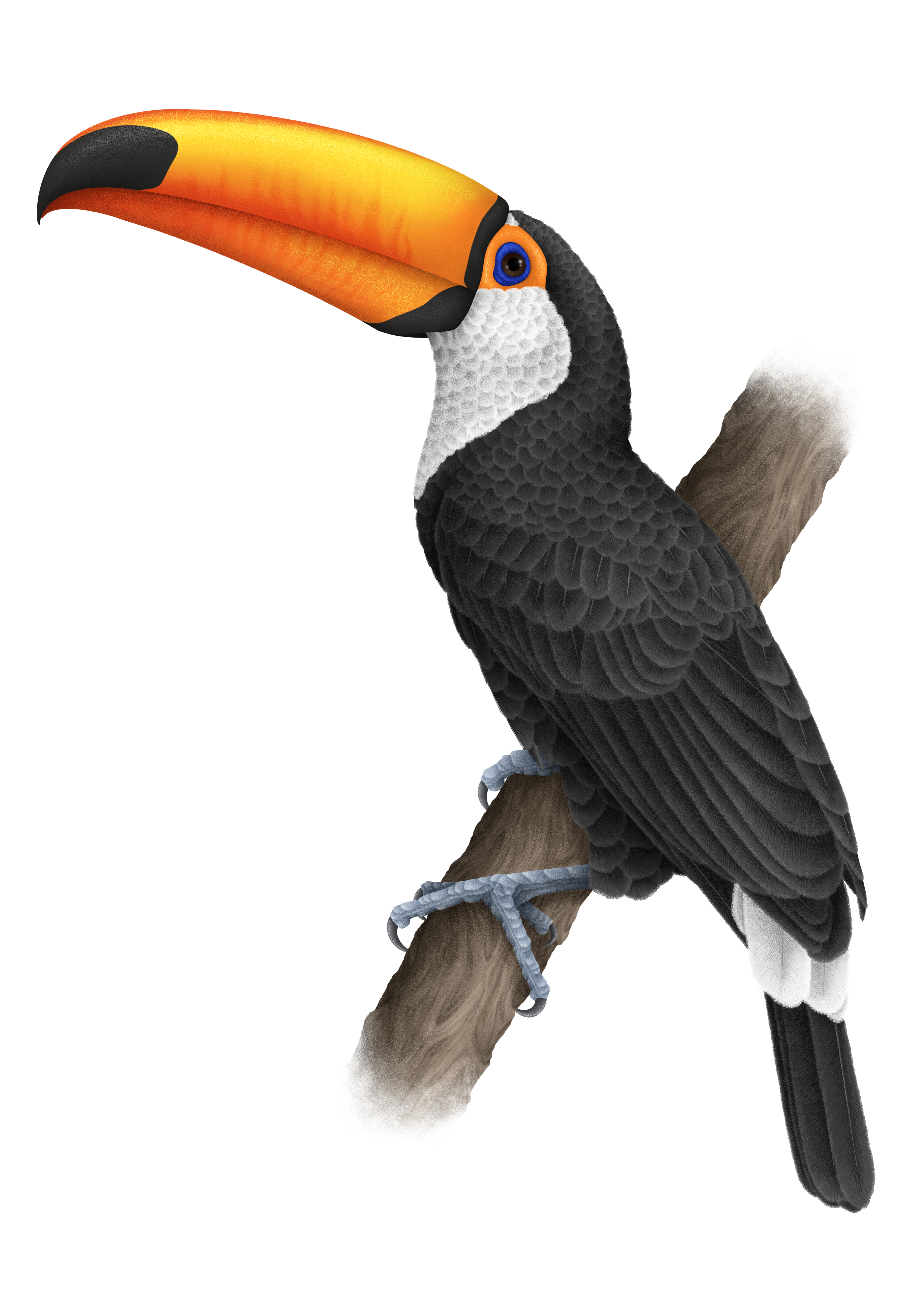 Ramphastos Toco