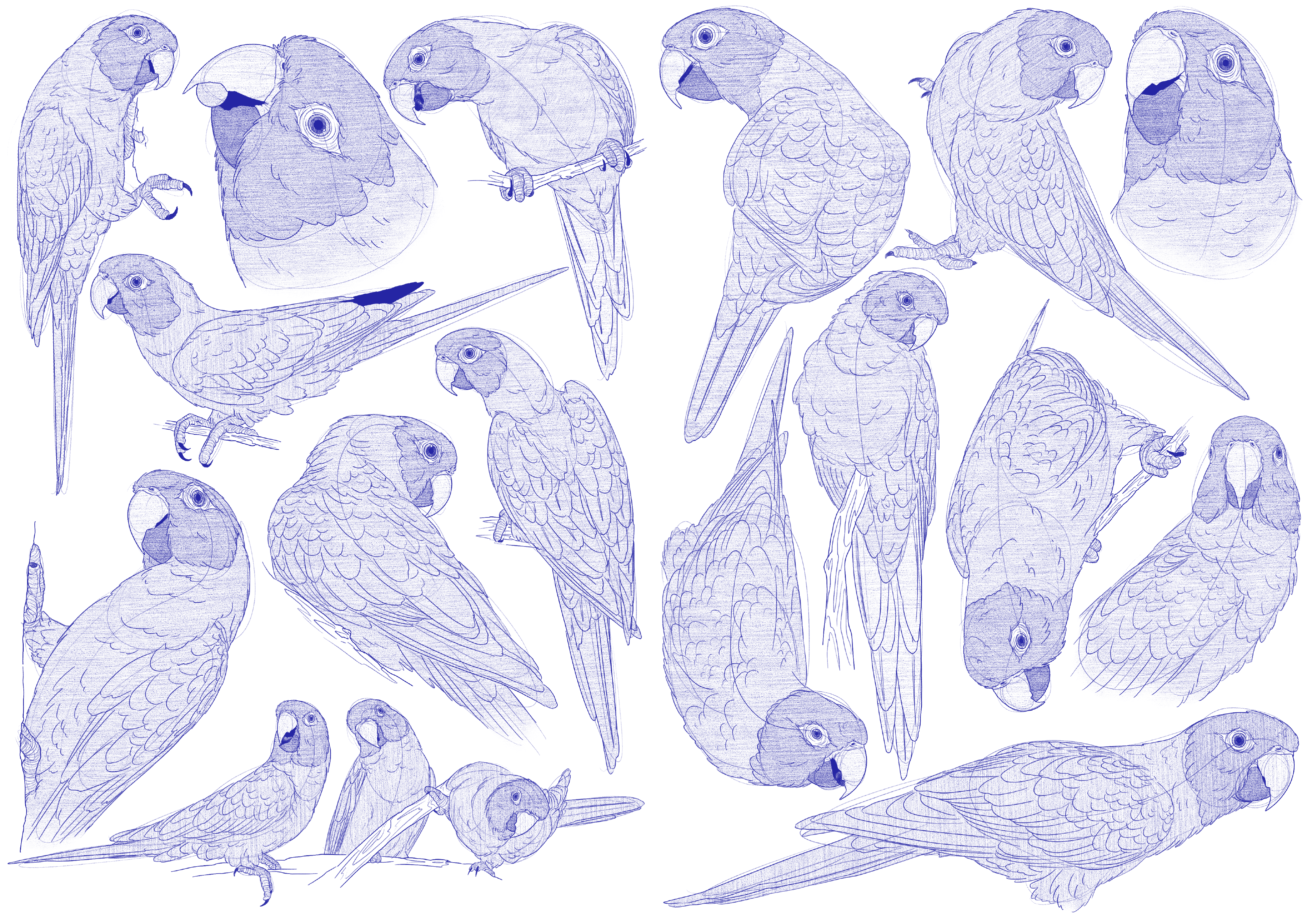 Thectocercus Acuticaudatus Sketches