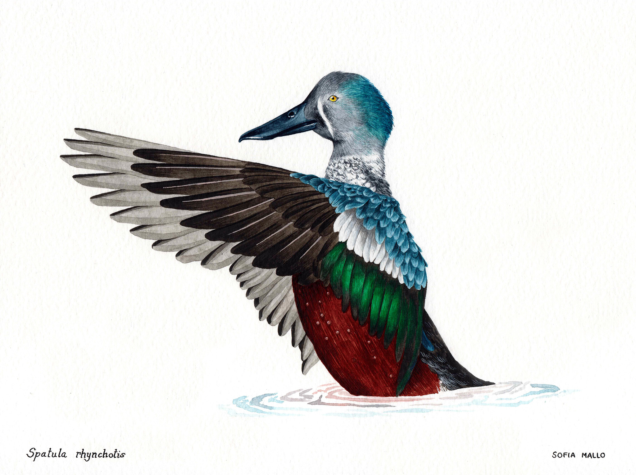 Australasian Shoveler (Spatula rhynchotis)