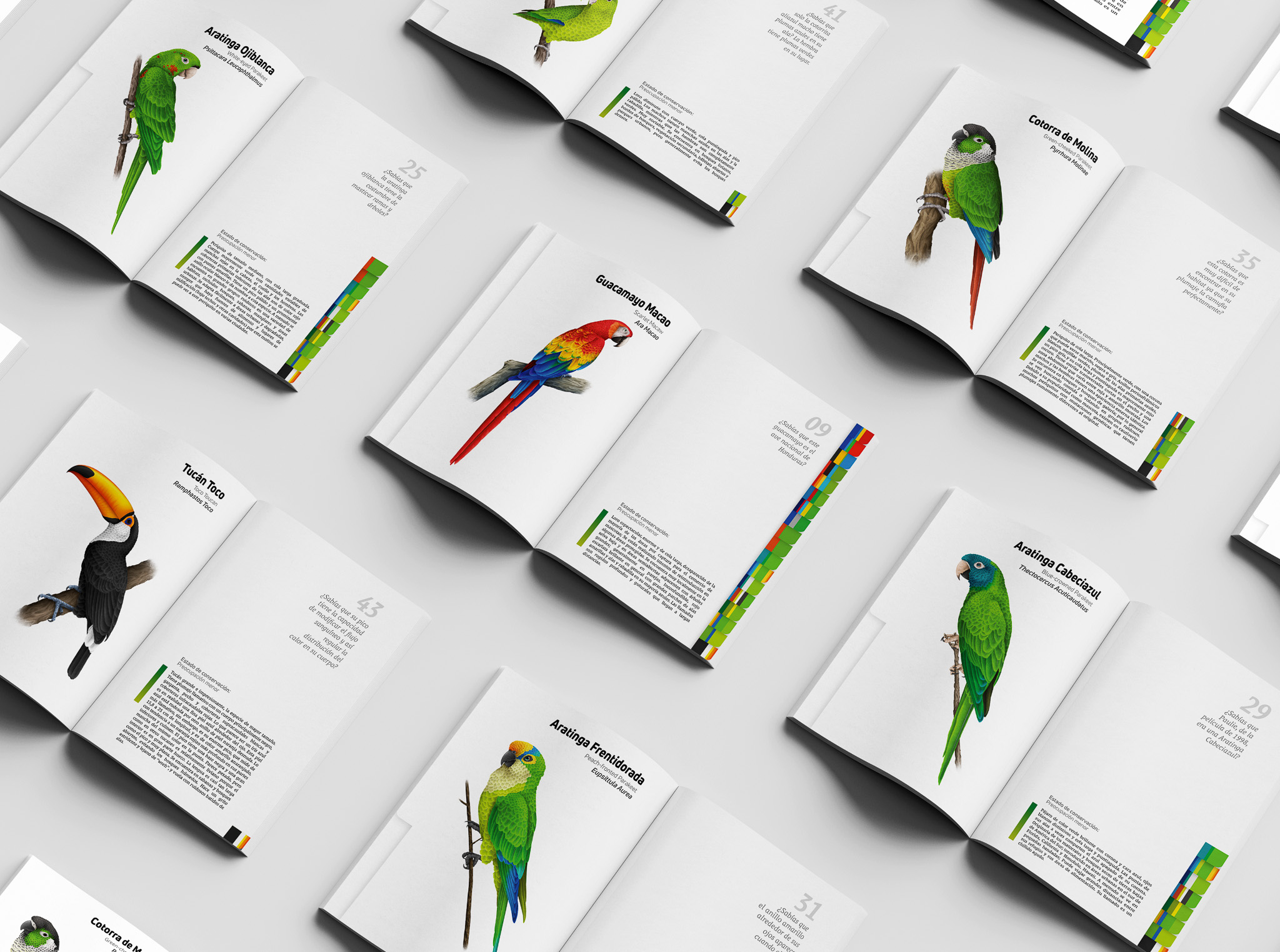 Mockup Illustrated Field Guide for Biocentro Güembé