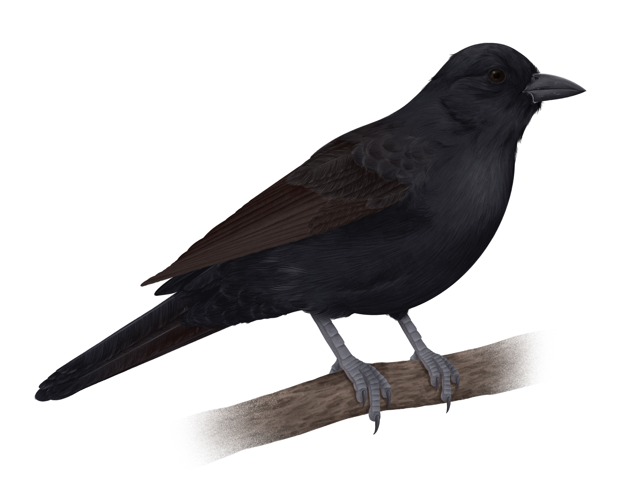 Birds of Parque Tunari - Bolivian Blackbird Illustration