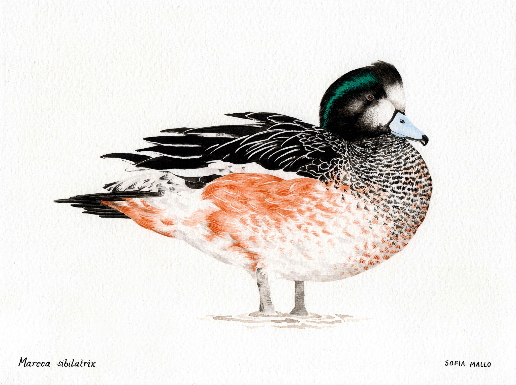 Chiloe Wigeon (Mareca sibilatrix) Watercolor on paper, 2022.